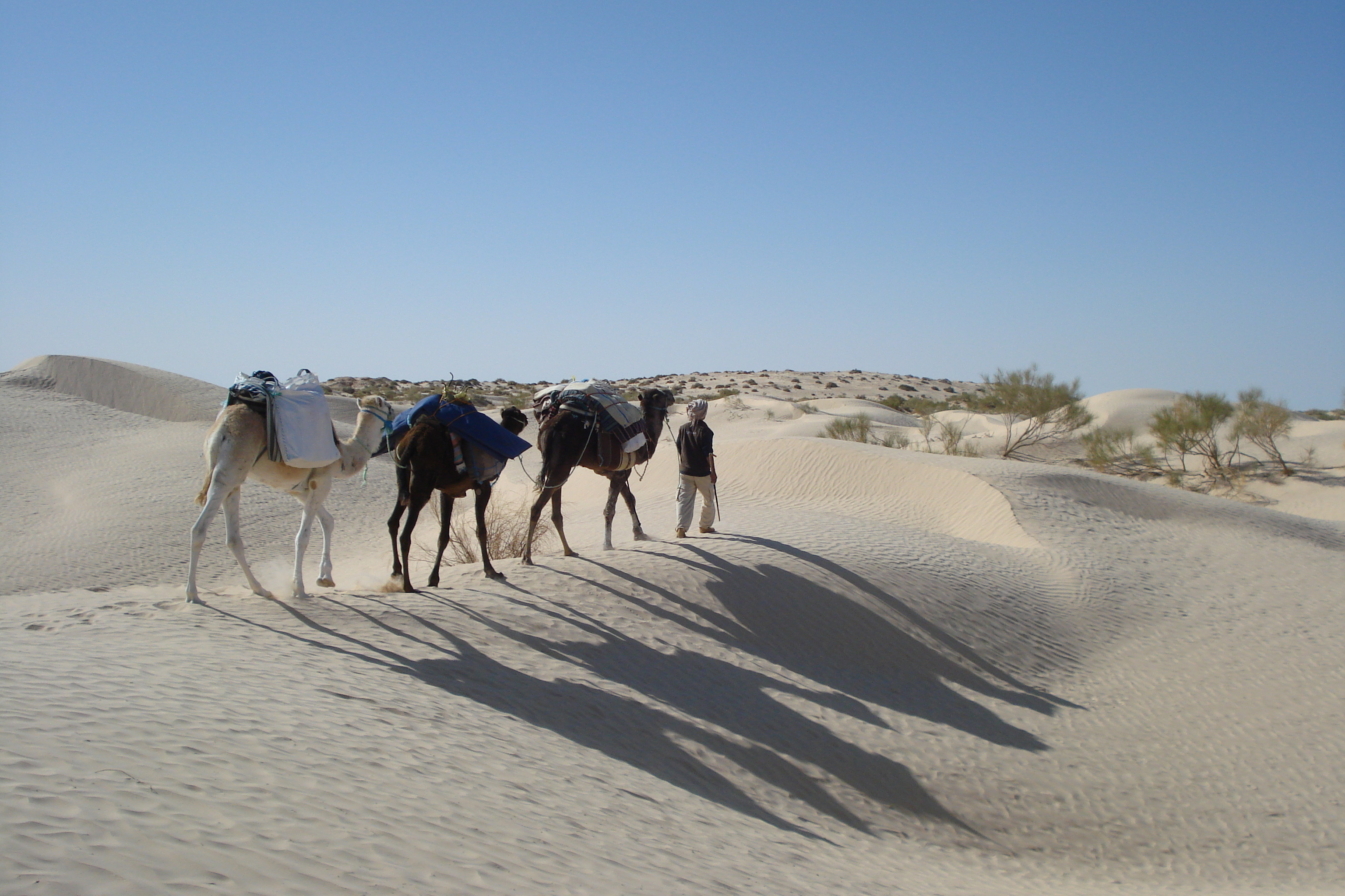 New Year Celebration In the Sahara