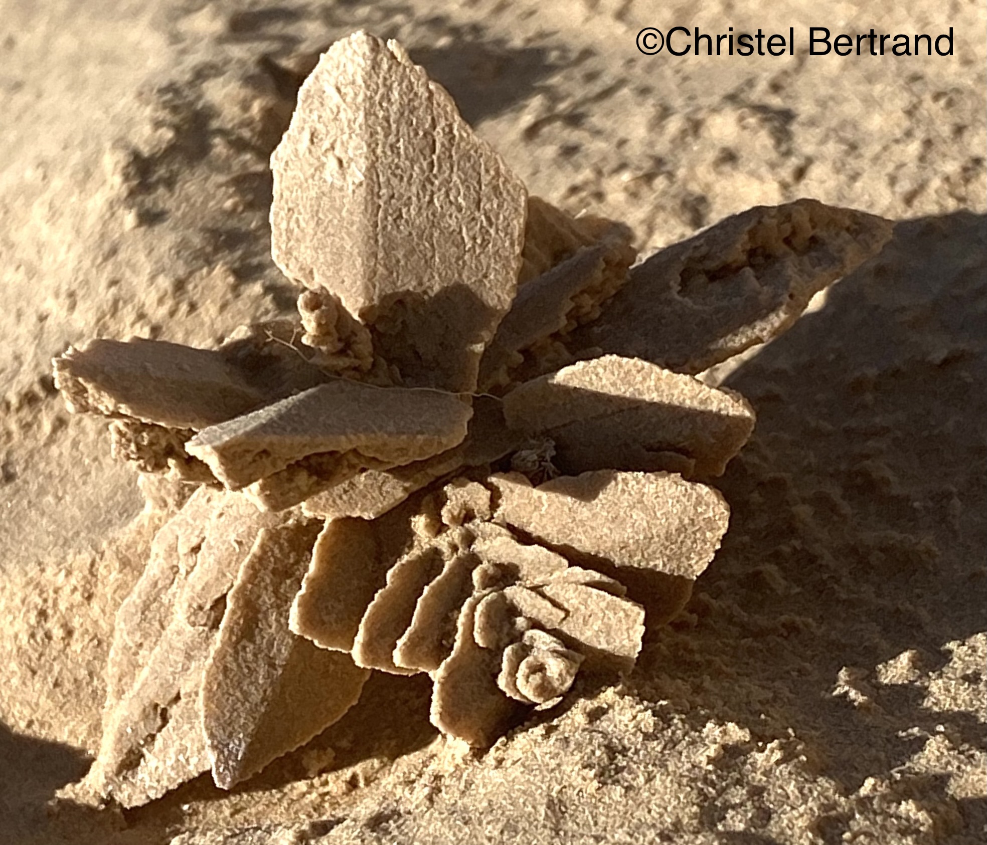 New Year Celebration In the Sahara - Image 20
