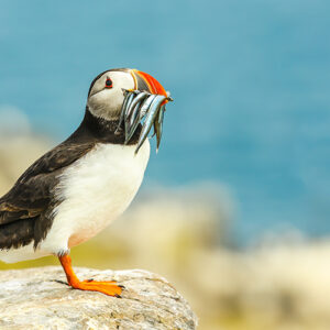 Puffin holding fish by the sea.