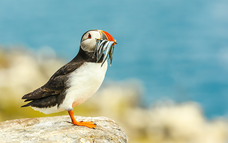 Puffin holding fish by the sea.